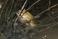33317 Bufo viridis (Rospo smeraldino)